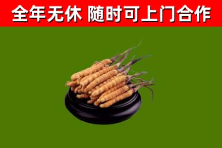 福田区烟酒回收冬虫夏草.jpg